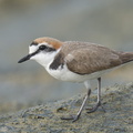 Kentish_Plover-220209-140MSDCF-FRY02323-W.jpg