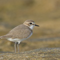Kentish_Plover-240331-220MSDCF-FYP08391-W.jpg