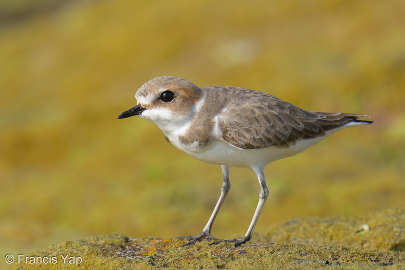 Kentish_Plover-260324-166FRYAP-FYA03144-W.jpg