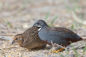 King Quail-150717-121EOS1D-FY1X6480-W.jpg