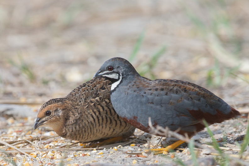 King_Quail-150717-121EOS1D-FY1X6480-W.jpg