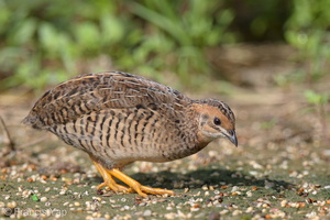 King Quail-160617-101EOS1D-F1X24775-W.jpg