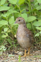 King Quail-160721-102EOS1D-F1X21952-W.jpg