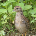 King_Quail-160721-102EOS1D-F1X21952-W.jpg