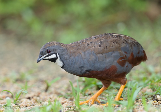 King Quail