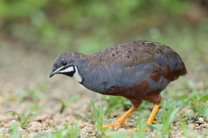 King Quail-160723-102EOS1D-F1X23496-W.jpg