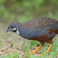 King_Quail-160723-102EOS1D-F1X23496-W.jpg