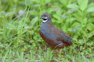 King Quail-160723-102EOS1D-F1X24089-W