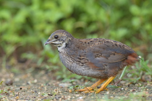 King Quail-160723-102EOS1D-F1X24382-W.jpg