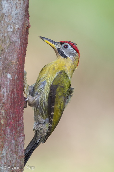 Laced_Woodpecker-110306-100EOS1D-FYAP7814-W.jpg