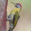 Laced_Woodpecker-110306-100EOS1D-FYAP7814-W.jpg