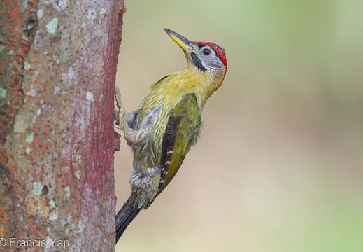 Laced Woodpecker