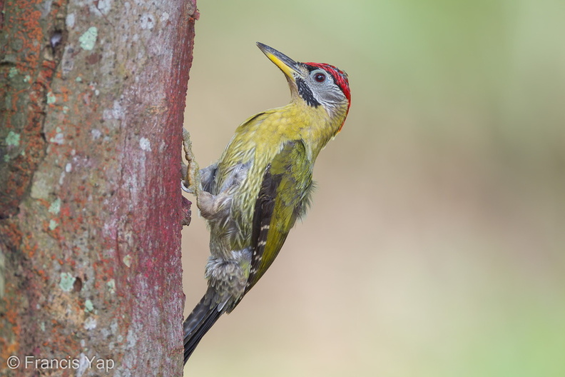 Laced_Woodpecker-110306-100EOS1D-FYAP7826-W.jpg