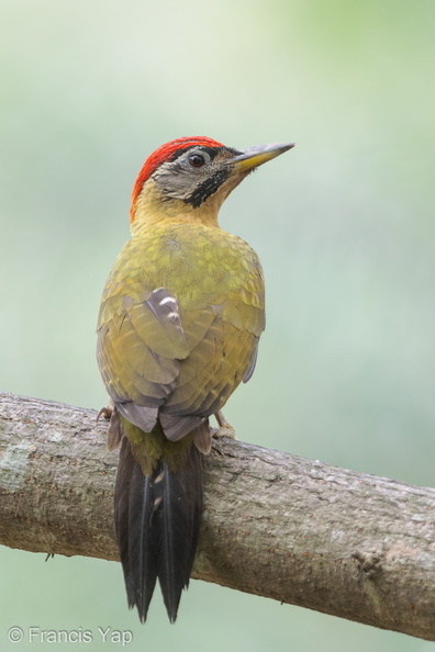 Laced_Woodpecker-220228-105CANON-FY5R8778-W.jpg