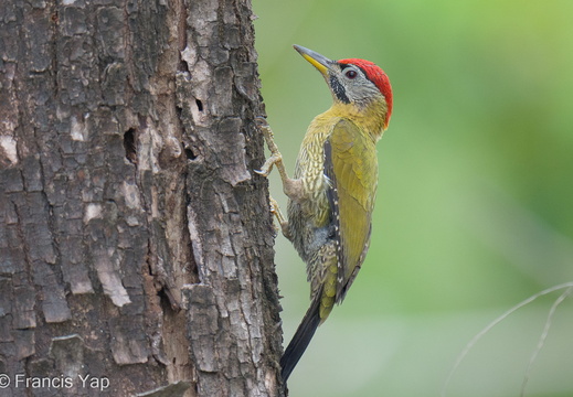 Laced Woodpecker