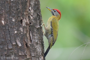 Laced Woodpecker-260111-149FRYAP-FYA00436-W.jpg