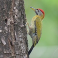 Laced_Woodpecker-260111-149FRYAP-FYA00436-W.jpg