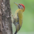 Laced_Woodpecker-260111-149FRYAP-FYA00440-W.jpg