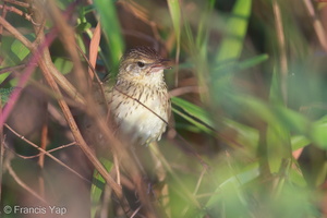 Lanceolated Warbler-140201-113EOS1D-FY1X3950-W.jpg