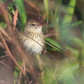 Lanceolated_Warbler-140201-113EOS1D-FY1X3950-W.jpg