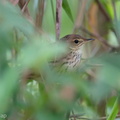 Lanceolated_Warbler-191227-108MSDCF-FYP00755-W.jpg