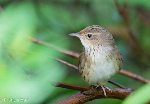 Lanceolated Warbler