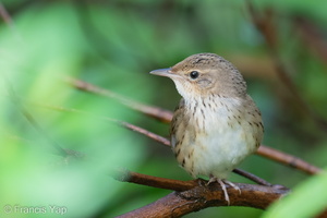 Lanceolated Warbler-230120-165MSDCF-FYP01363-W.jpg