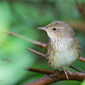 Lanceolated_Warbler-230120-165MSDCF-FYP01363-W.jpg