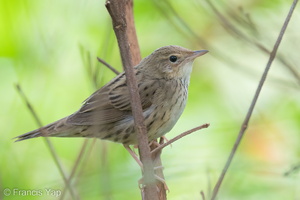 Lanceolated Warbler-230122-165MSDCF-FYP02969-W.jpg