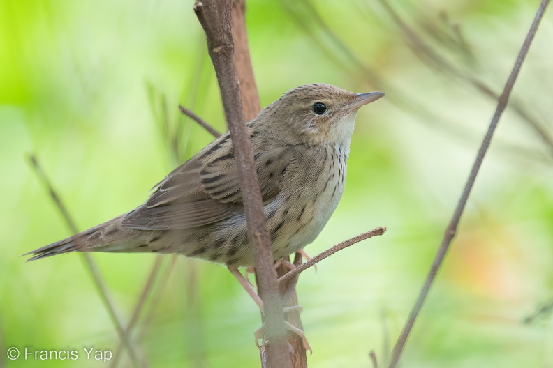 Lanceolated_Warbler-230122-165MSDCF-FYP02969-W.jpg