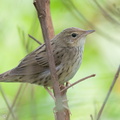 Lanceolated_Warbler-230122-165MSDCF-FYP02969-W.jpg