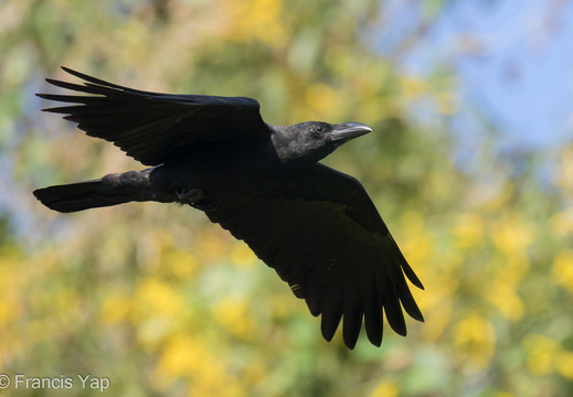 Large-billed Crow