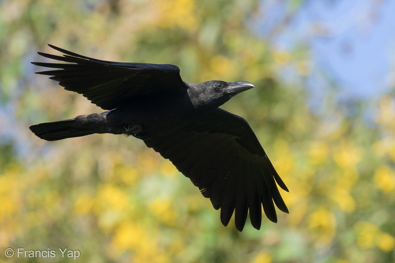 Large-billed_Crow-220128-137MSDCF-FRY08843-W.jpg