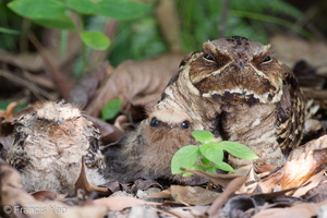 Large-tailed Nightjar-110525-102EOS1D-FYAP9835-W.jpg