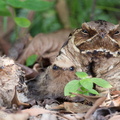 Large-tailed_Nightjar-110525-102EOS1D-FYAP9835-W.jpg