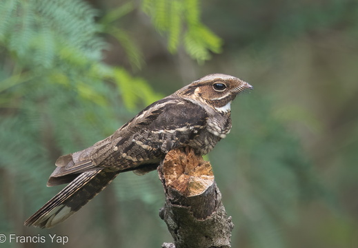 Large-tailed Nightjar