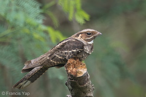 Large-tailed Nightjar-150315-102EOS7D-FY7D0875-W.jpg