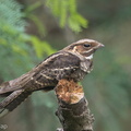 Large-tailed_Nightjar-150315-102EOS7D-FY7D0875-W.jpg