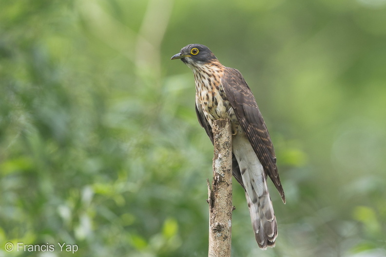 Large_Hawk-Cuckoo-150107-120EOS1D-FY1X0504-W.jpg