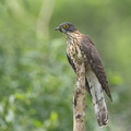 Large_Hawk-Cuckoo-150107-120EOS1D-FY1X0504-W.jpg