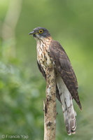 Large Hawk-Cuckoo-150107-120EOS1D-FY1X0557-W.jpg