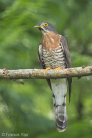 Large Hawk-Cuckoo-160313-124EOS1D-FY1X1533-W.jpg