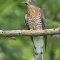 Large_Hawk-Cuckoo-160313-124EOS1D-FY1X1533-W.jpg