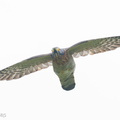 Large_Hawk-Cuckoo-251214-144FRYAP-FYA05441-W.jpg