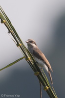 Large Woodshrike-181022-112ND500-FYP_0882-W.jpg