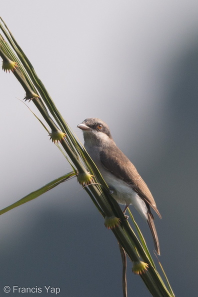 Large_Woodshrike-181022-112ND500-FYP_0882-W.jpg