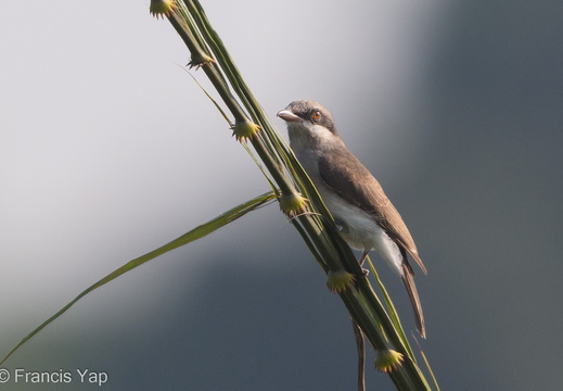 Large Woodshrike