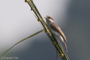 Large Woodshrike-181022-112ND500-FYP_0883-W.jpg