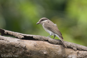 Large Woodshrike-220403-144MSDCF-FRY07052-W.jpg