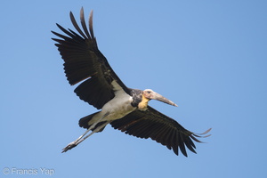 Lesser Adjutant-190210-115ND500-FYP_5728-W.jpg